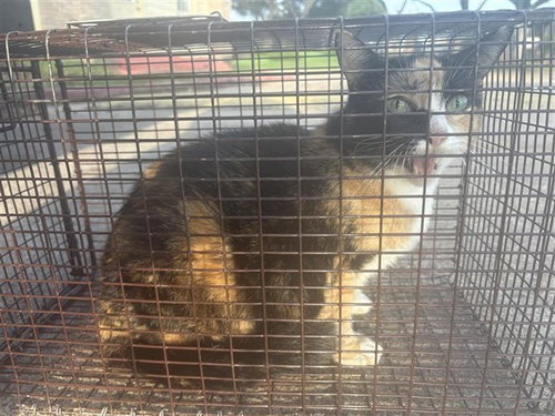 LUCILE, Adult Domestic Short Hair (short coat), cat for adoption in League City, Texas