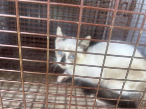 A658139, Baby Siamese (short coat), cat for adoption in League City, Texas