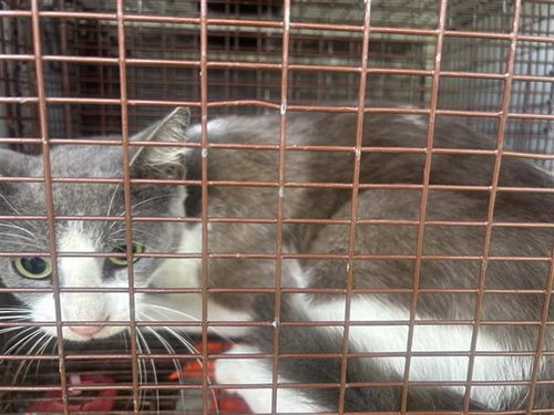 A658141, Young Domestic Short Hair (short coat), cat for adoption in League City, Texas