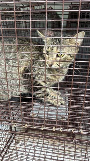A658146, Adult Domestic Short Hair (medium coat), cat for adoption in League City, Texas