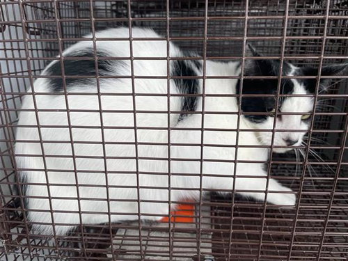 A658172, Adult Domestic Short Hair (short coat), cat for adoption in League City, Texas