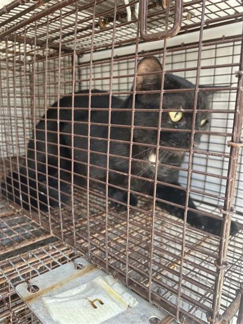 A658181, Adult Domestic Short Hair (medium coat), cat for adoption in League City, Texas