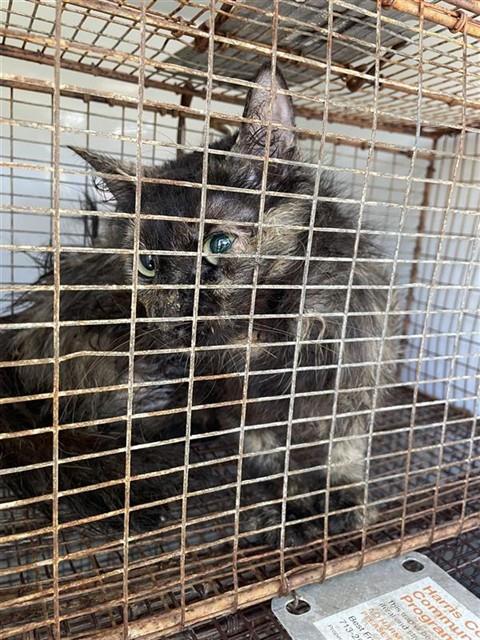 A658188, Adult Domestic Short Hair (long coat), cat for adoption in League City, Texas