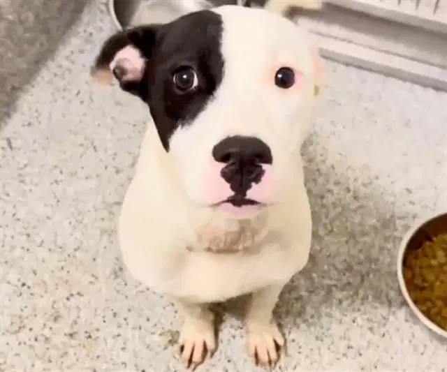 Rylie - Pit Bull Terrier