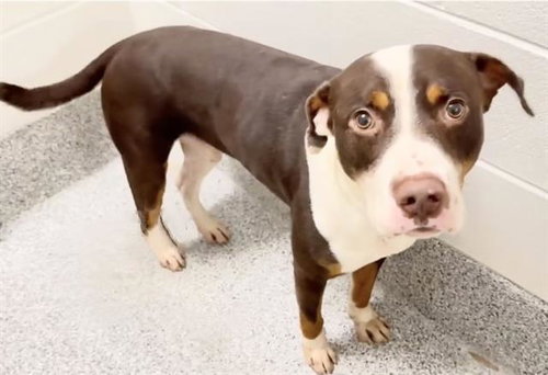 Tripp