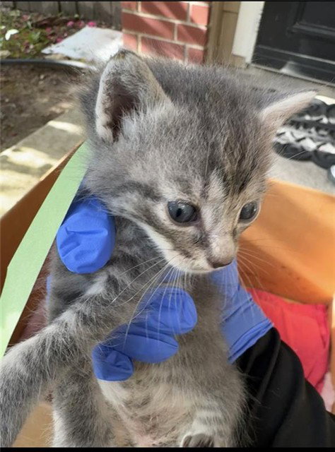 A658197, Baby Domestic Short Hair (short coat), cat for adoption in League City, Texas