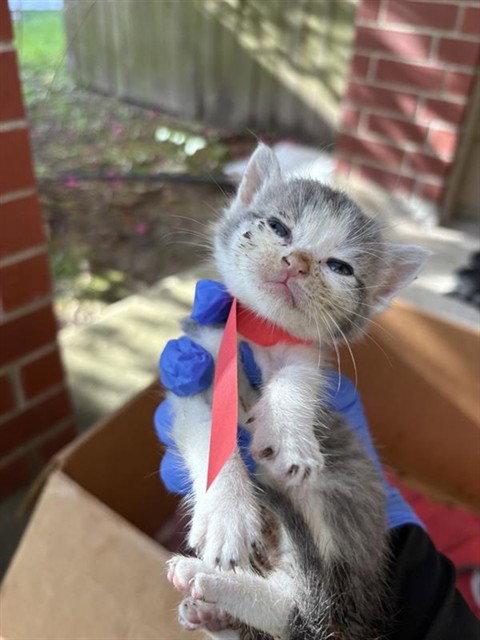 A658198, Baby Domestic Short Hair (short coat), cat for adoption in League City, Texas
