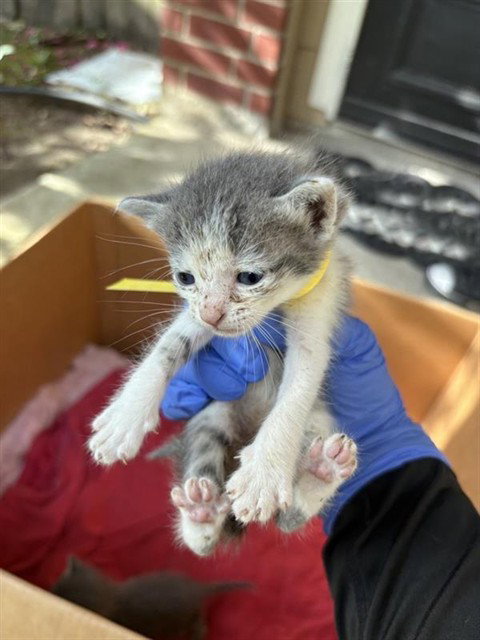 A658199, Baby Domestic Short Hair (short coat), cat for adoption in League City, Texas