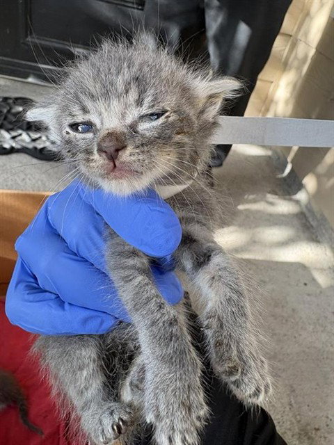 A658200, Baby Domestic Short Hair (short coat), cat for adoption in League City, Texas