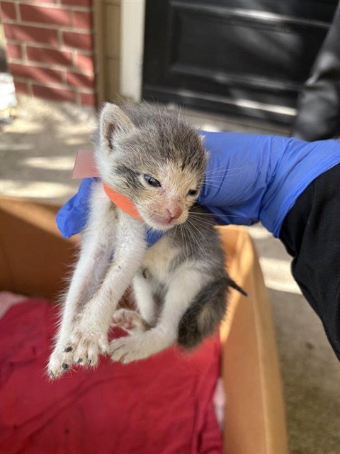 A658201, Baby Domestic Short Hair (short coat), cat for adoption in League City, Texas