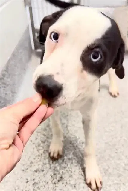 Layla - Catahoula Leopard Dog