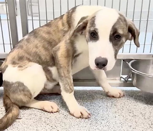 A658207, an adoptable Catahoula Leopard Dog in Houston, TX