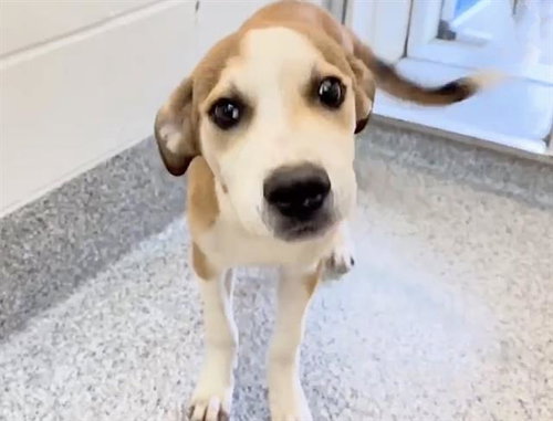 A658209, an adoptable Catahoula Leopard Dog in Houston, TX