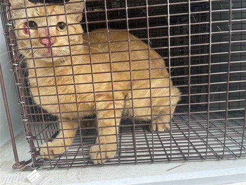 A658217, Adult Domestic Short Hair (short coat), cat for adoption in League City, Texas