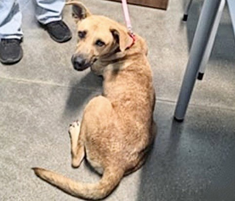 HAZEL