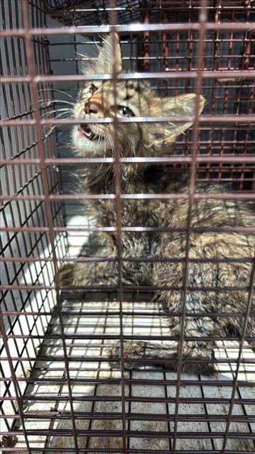 A658223, Baby Manx (long coat), cat for adoption in League City, Texas
