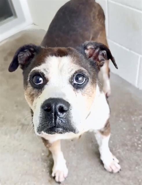 A658224, an adoptable Boston Terrier in Houston, TX