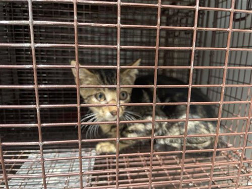A658238, Baby Domestic Short Hair (short coat), cat for adoption in League City, Texas