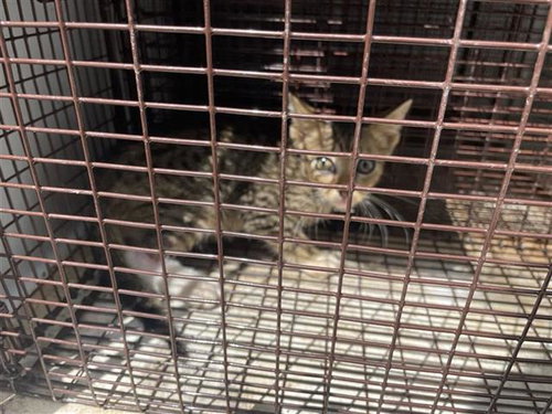 A658239, Baby Domestic Short Hair (short coat), cat for adoption in League City, Texas