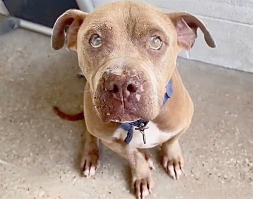A658256, an adoptable Staffordshire Bull Terrier in Houston, TX