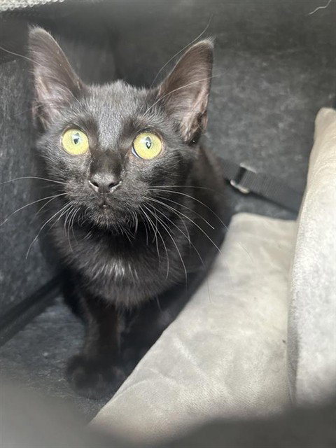 A658260, Baby Domestic Short Hair / Mixed (short coat), cat for adoption in Texas City, Texas