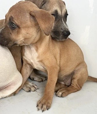 A658273, an adoptable Labrador Retriever in Houston, TX