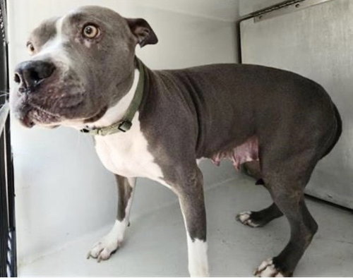 A658251, an adoptable Staffordshire Bull Terrier in Houston, TX