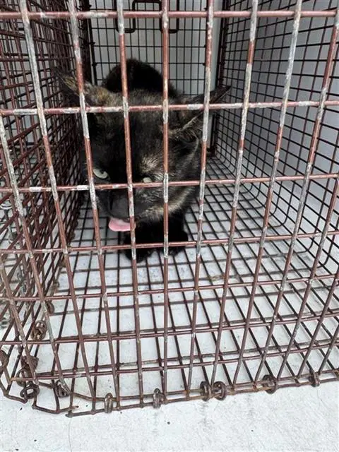 Unknown - Domestic Short Hair