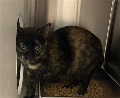 A658261, a cat for adoption from Harris County Pets