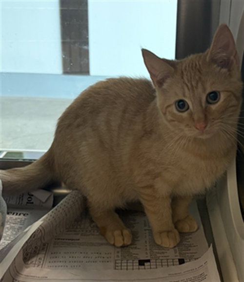 A658263, a cat for adoption from Harris County Pets