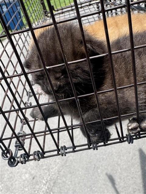 A658264, Baby Domestic Short Hair (short coat), cat for adoption in Texas City, Texas