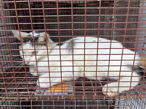 A658278, Adult Domestic Short Hair (short coat), cat for adoption in Texas City, Texas