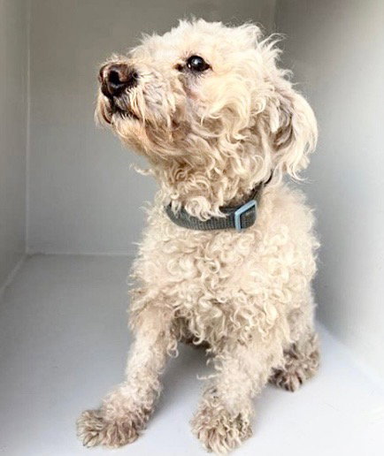 A658298, an adoptable Poodle in Houston, TX