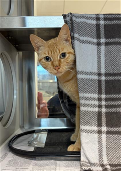 PEPPERMINT - Domestic Short Hair available for adoption