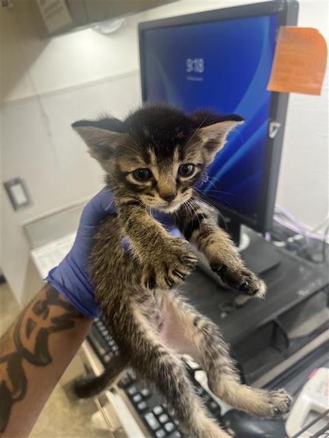 A658324, an adoptable Domestic Short Hair in Houston, TX