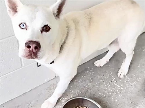ICEE - Siberian Husky available for adoption
