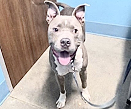 TAYRO - American Pit Bull Terrier available for adoption