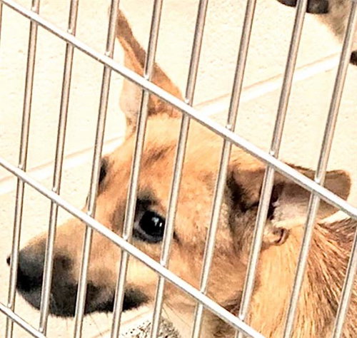 A656766 - German Shepherd Dog available for adoption