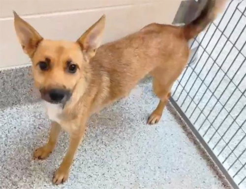 A656766, an adoptable German Shepherd Dog in Houston, TX