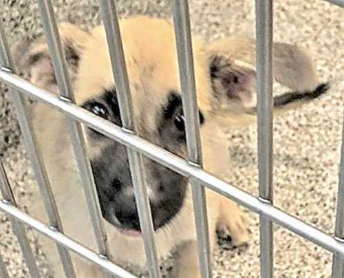 A656767 - German Shepherd Dog available for adoption