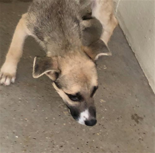 A656768 - German Shepherd Dog available for adoption