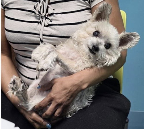 CHEWBAKA, an adoptable Miniature Schnauzer in Houston, TX