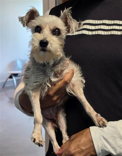 BABY T, an adoptable Miniature Schnauzer in Houston, TX