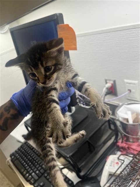 A658311, an adoptable Domestic Short Hair in Houston, TX