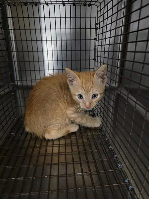 Unknown - Domestic Short Hair