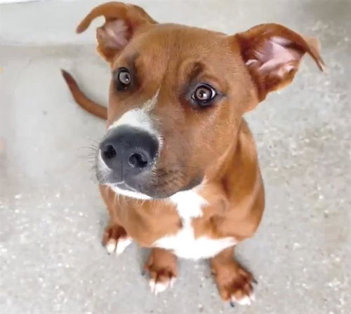 A658477, an adoptable Rhodesian Ridgeback in Houston, TX