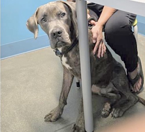 WILLIE, an adoptable Great Dane in Houston, TX