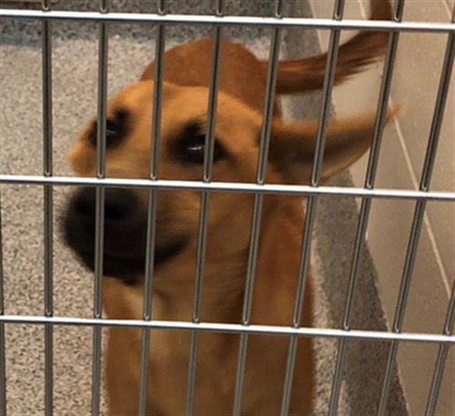 BRICK - Carolina Dog available for adoption