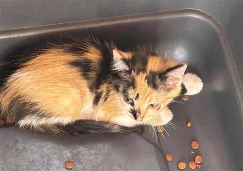 A658504, an adoptable Domestic Short Hair in Houston, TX