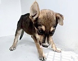 Rocko